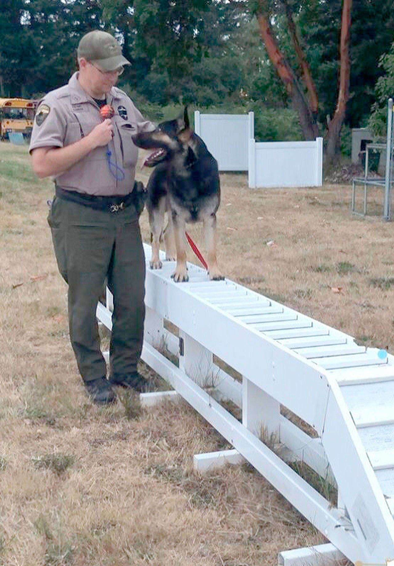 <em>K-9 Cooper learns how to traverse on elevated, narrow pathways during his three-month police K-9 training.</em> KCSO photo