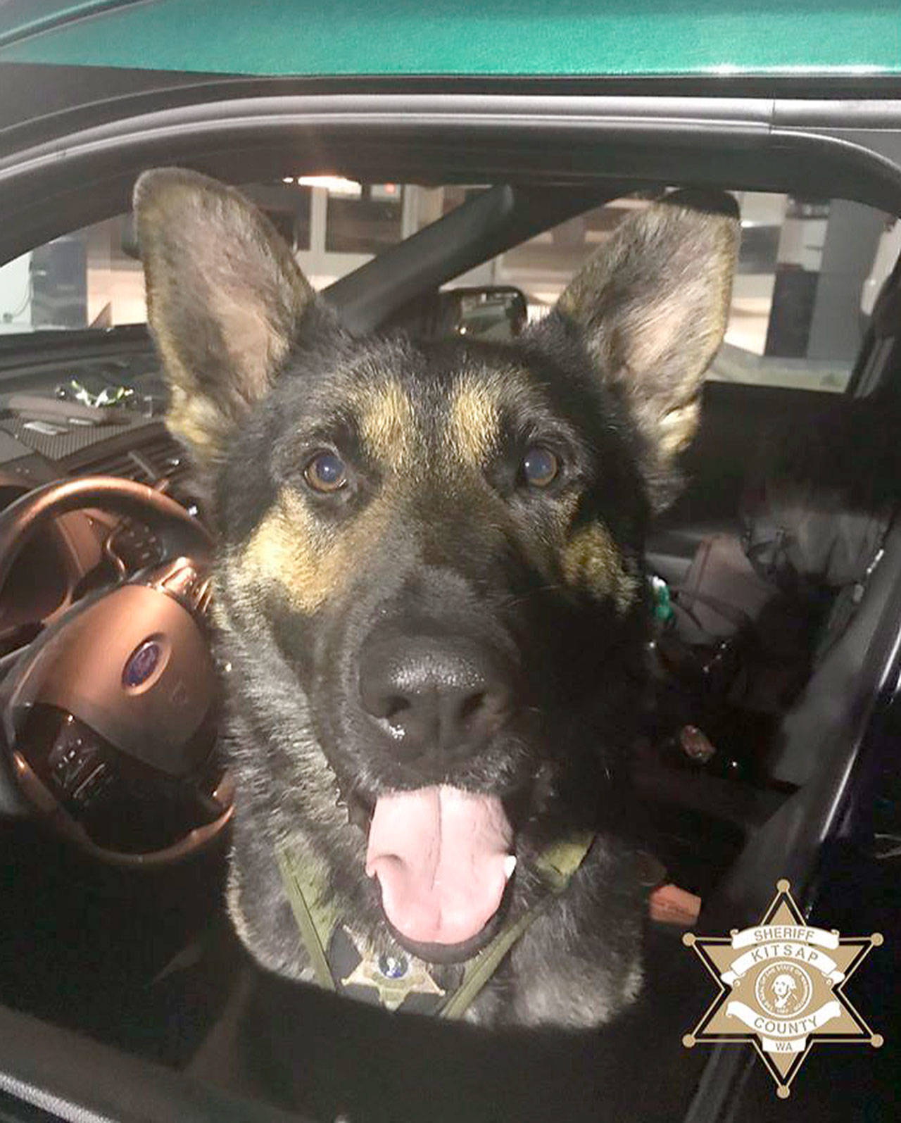 KCSO photo                                K-9 Cooper was given his name in honor of fallen Pierce County Sheriff’s Office deputy Cooper Dyson, who died in the line of duty on Dec. 21 while helping his partners during a domestic violence incident.