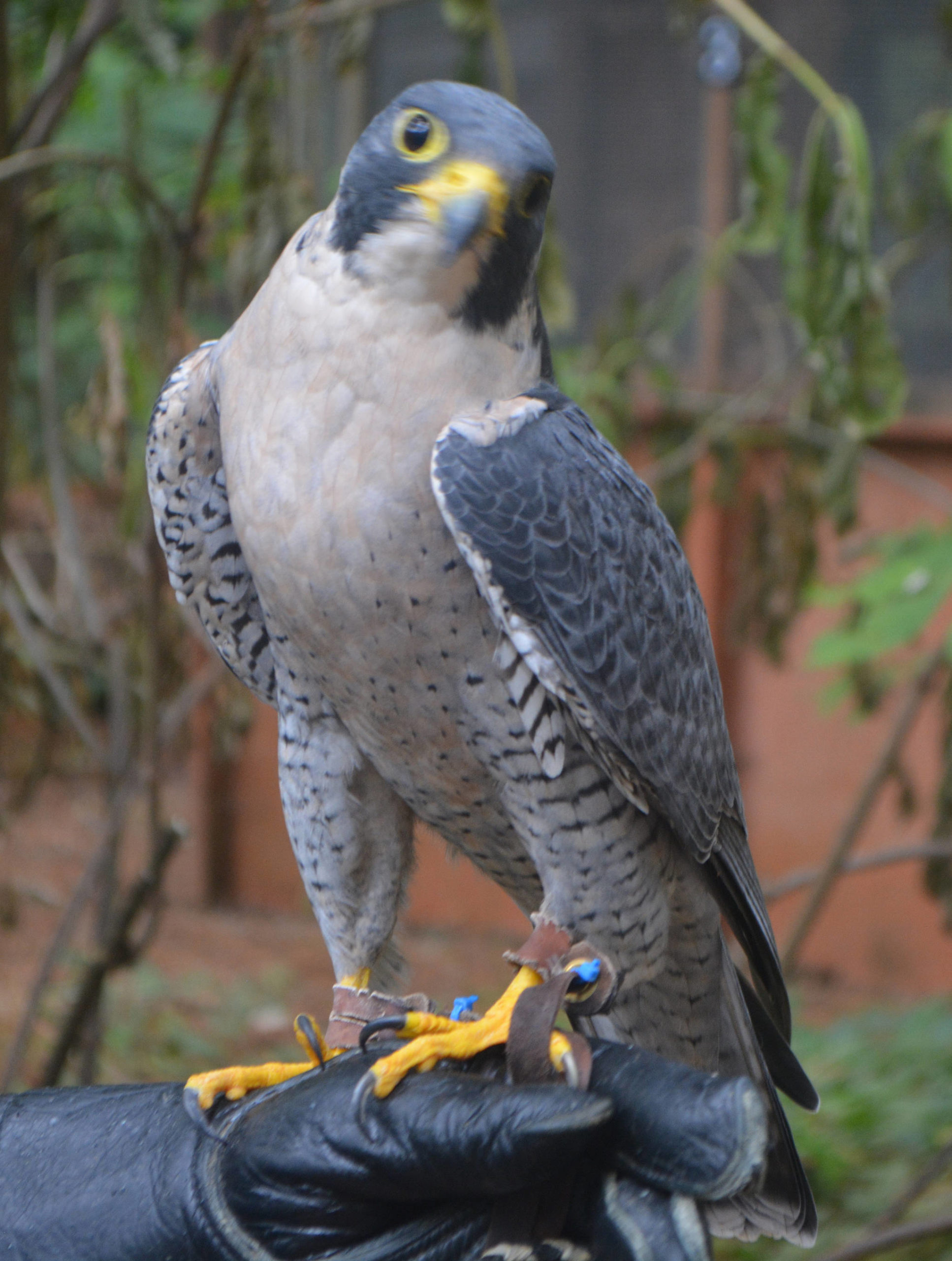 COVID making things tough at wildlife center