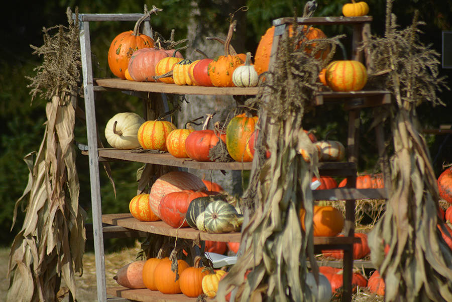 Pumpkins of all shapes, sizes and colors are available.