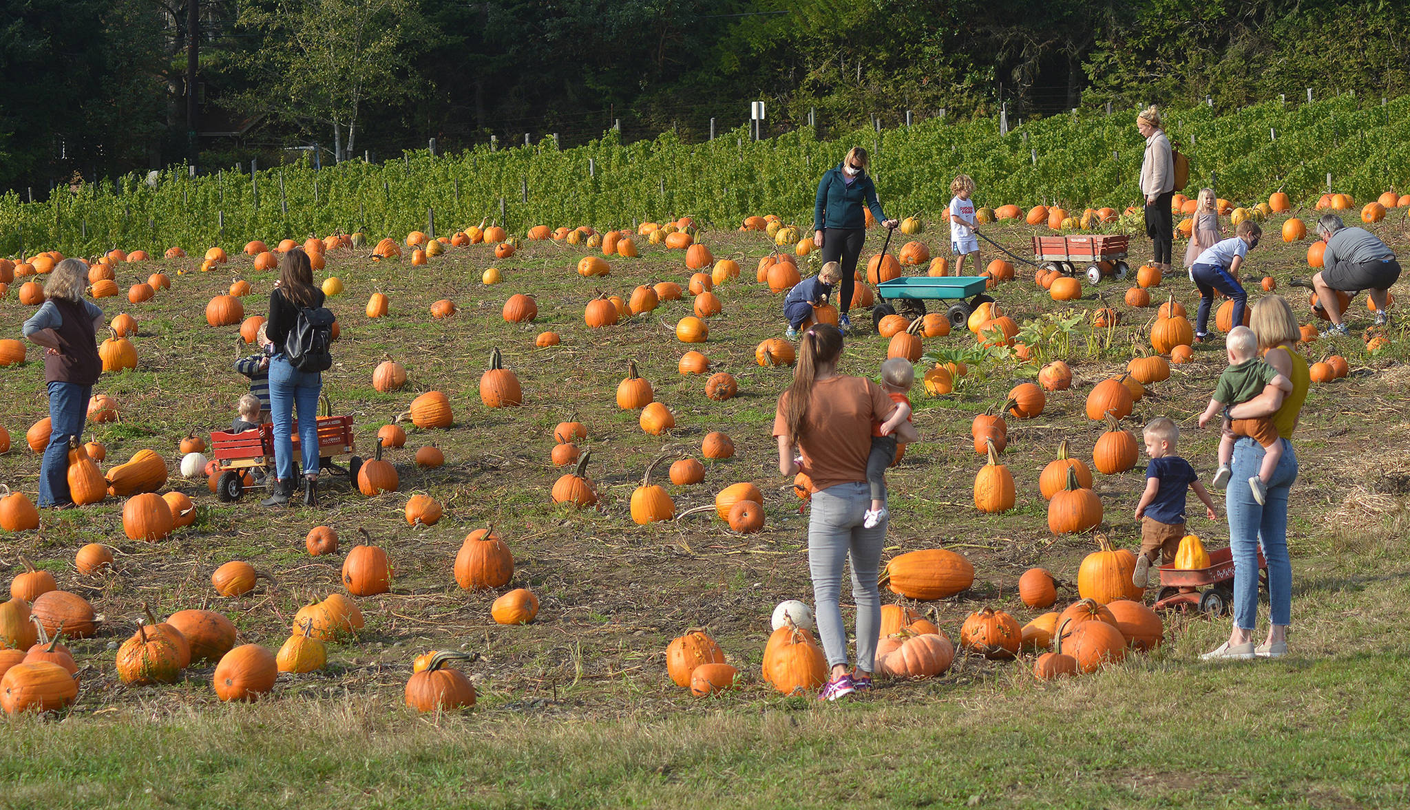 A nice-size crowd gathers on a recent sunny day at the field containing thousands of pumpkins.