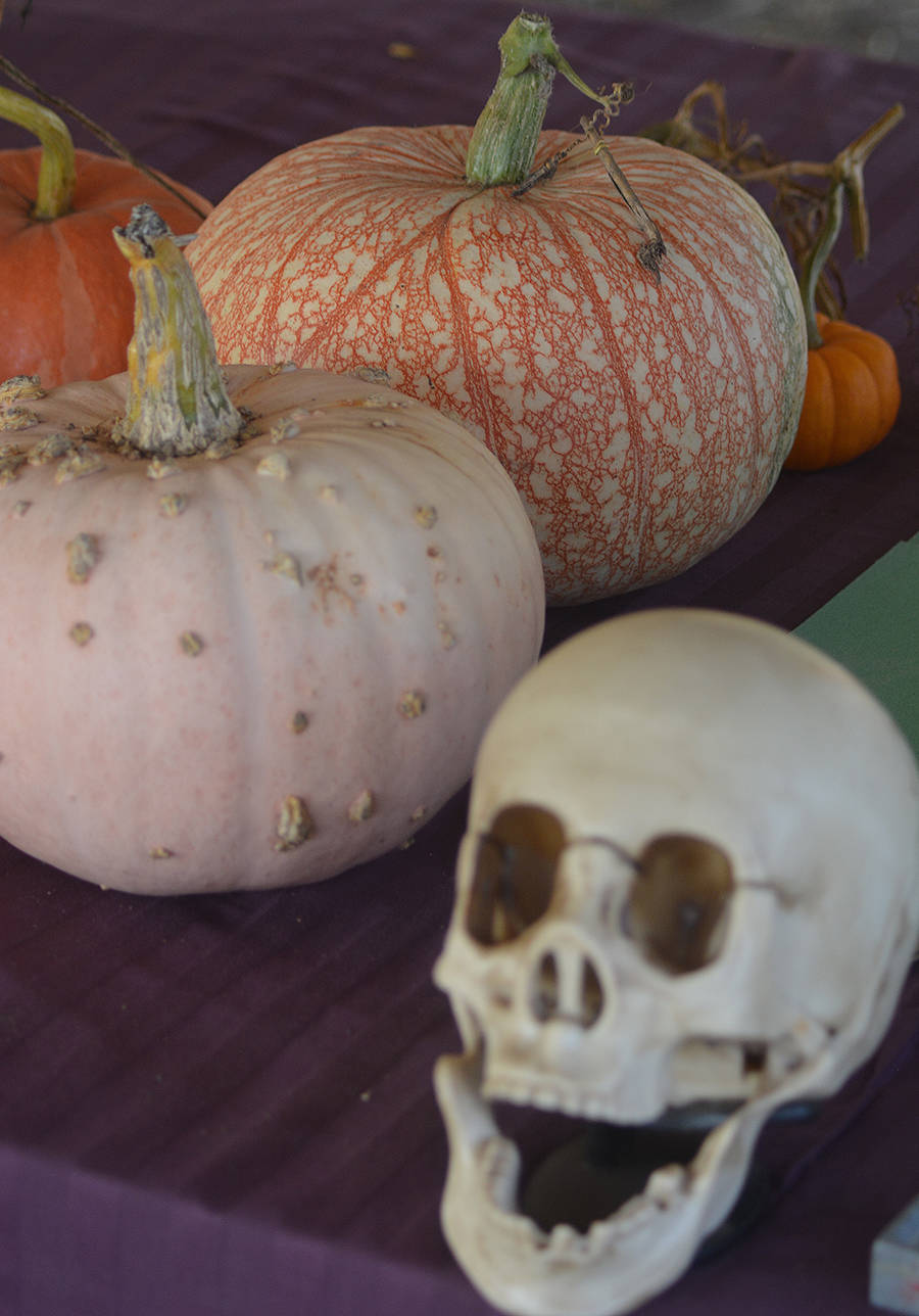 Be careful when you pick up a pumpkin not to be scared by a skull that might be right next to it.