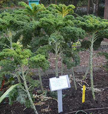 A sign on these kale plants show who planted them and when.