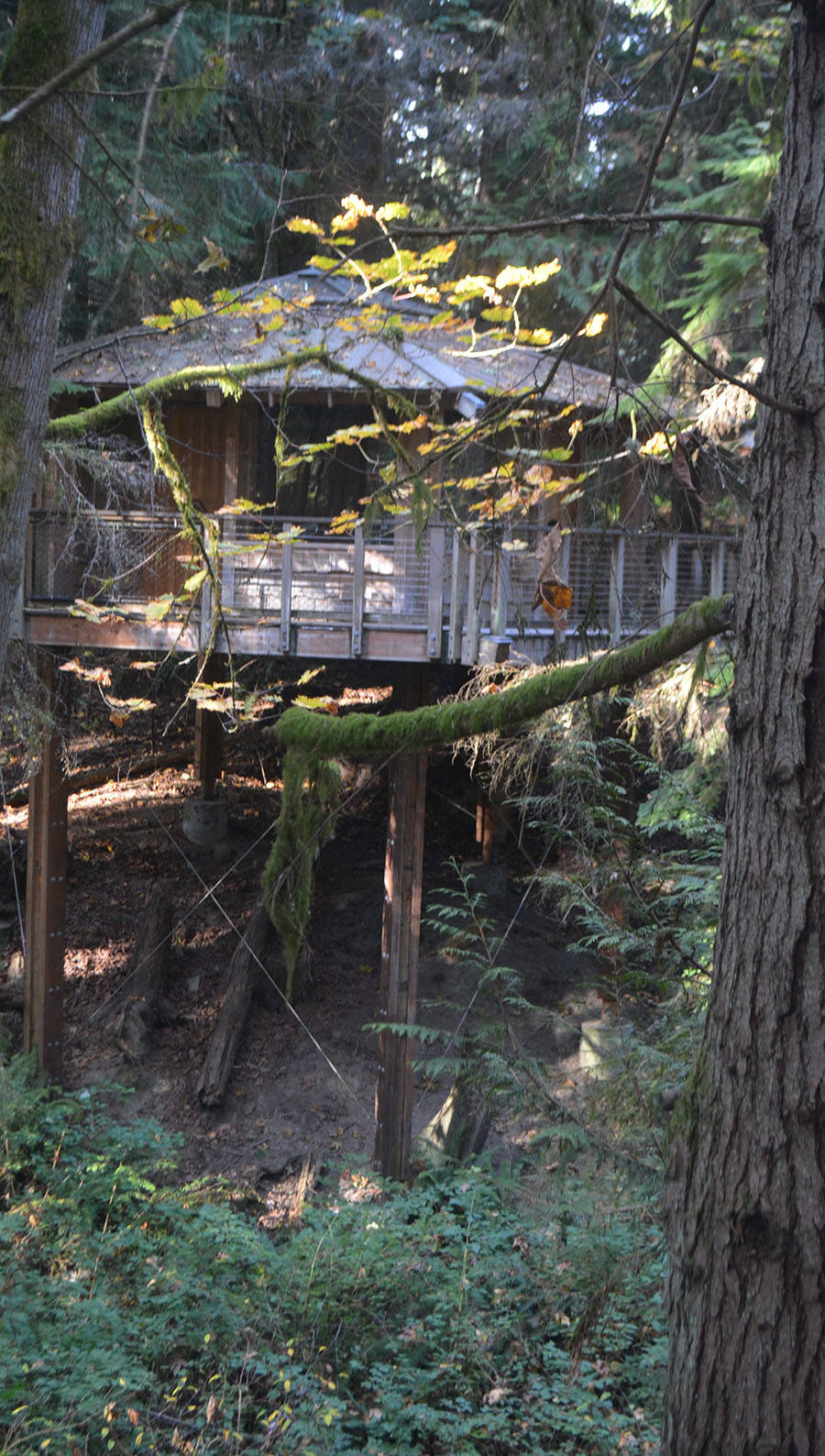 The treehouse allows students to look up and down a gully.