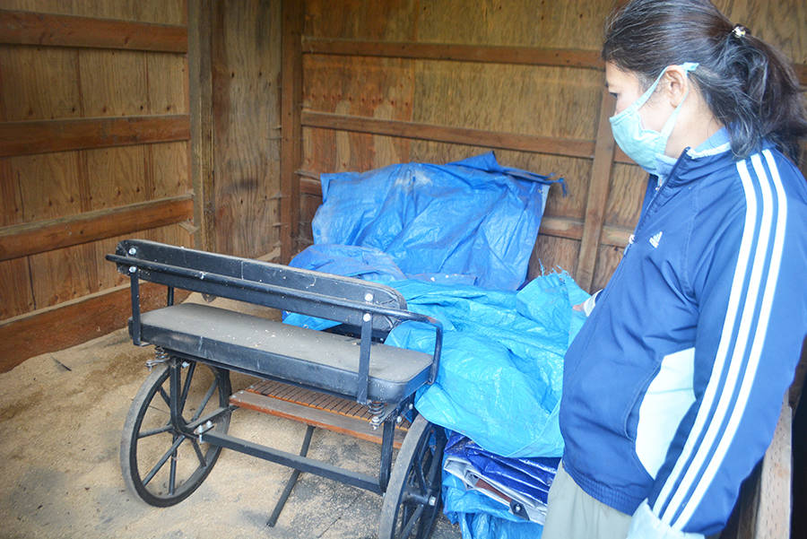 The miniature horses cart around a carriage for exercise. They can gain weight fast if they don't move around a lot.