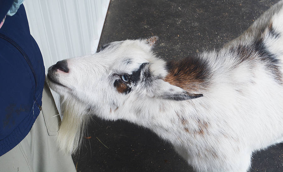 This goat seeks a lot of human attention.