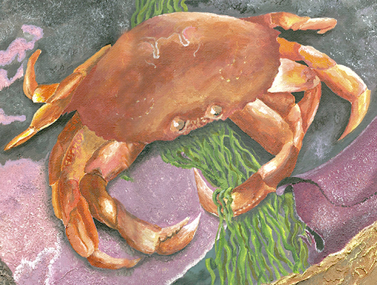 Dungeness crab are a favorite for people in the Pacific Northwest.