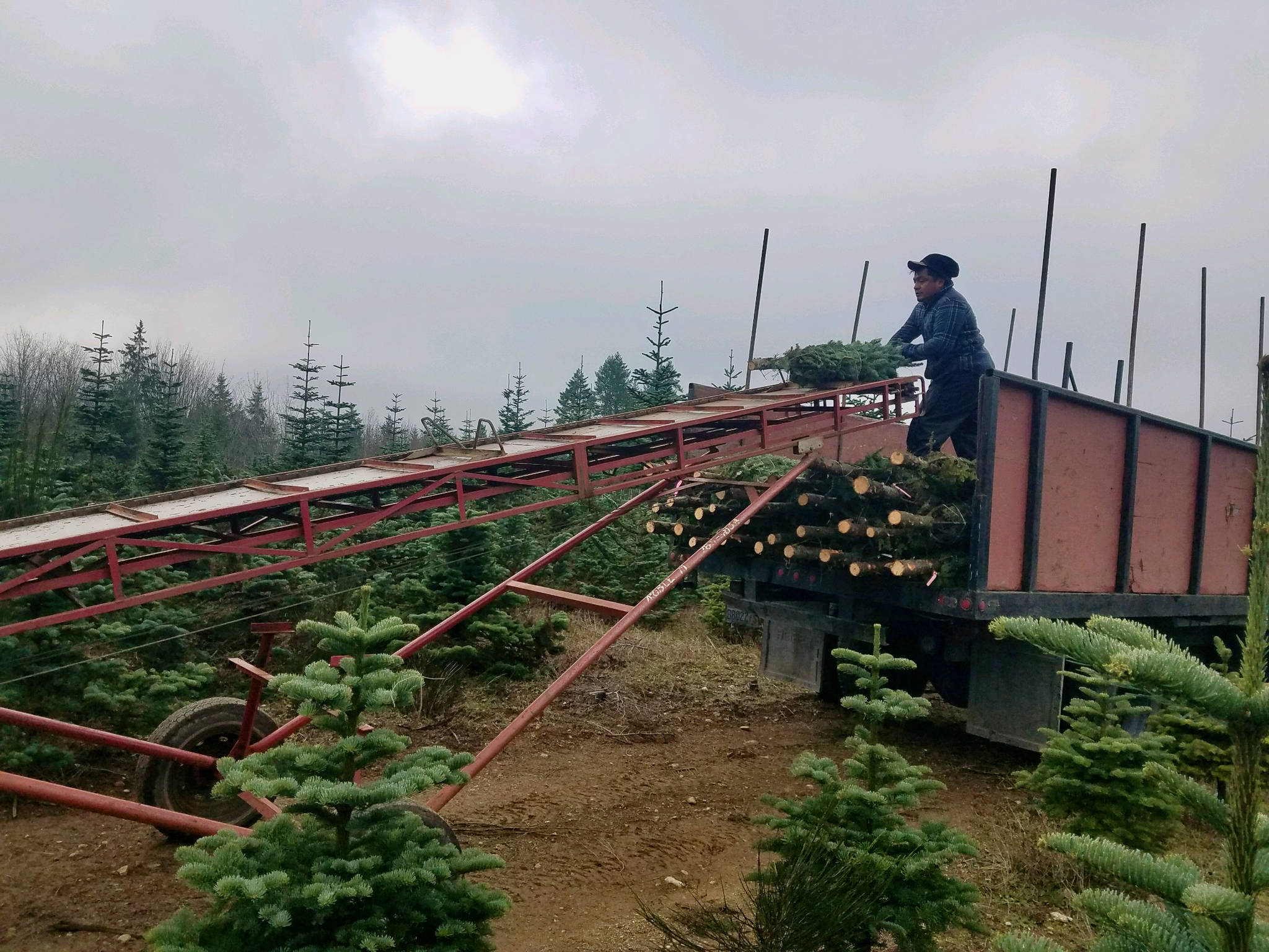 Loading up the pre-cut trees to transport to various locations in Kitsap County. Courtesy Olmstead Tree Farms.