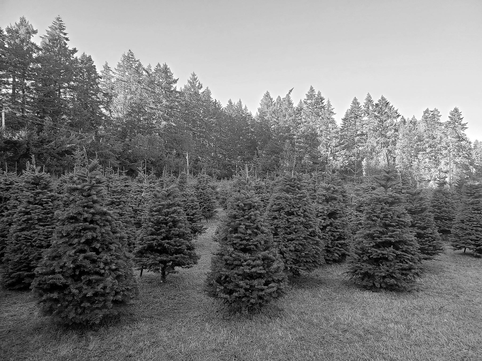 Bainbridge offers a few places to get fresh Christmas trees