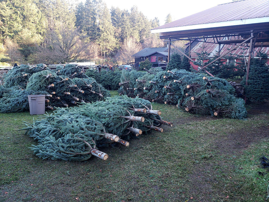 Bainbridge offers a few places to get fresh Christmas trees