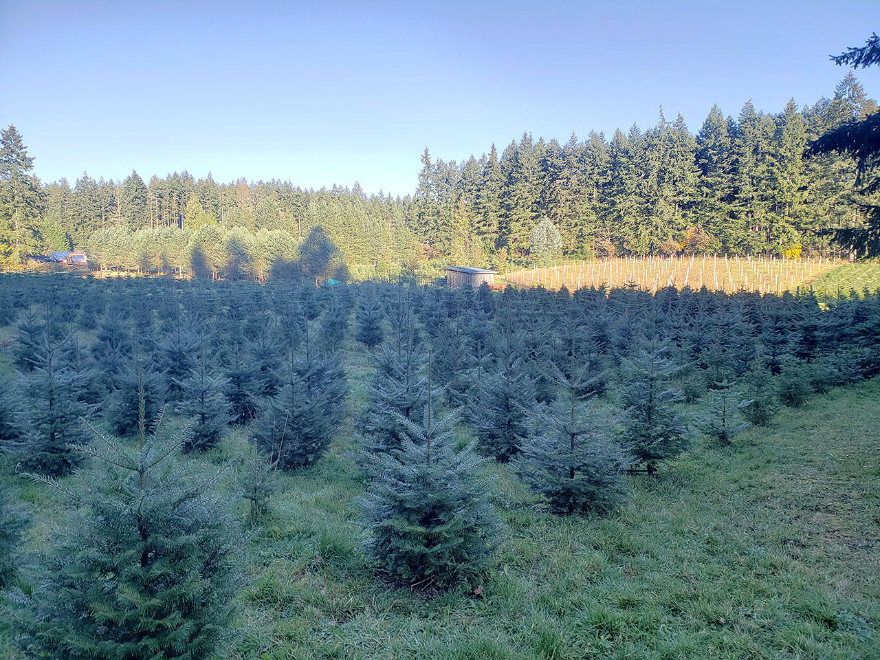 Bainbridge offers a few places to get fresh Christmas trees