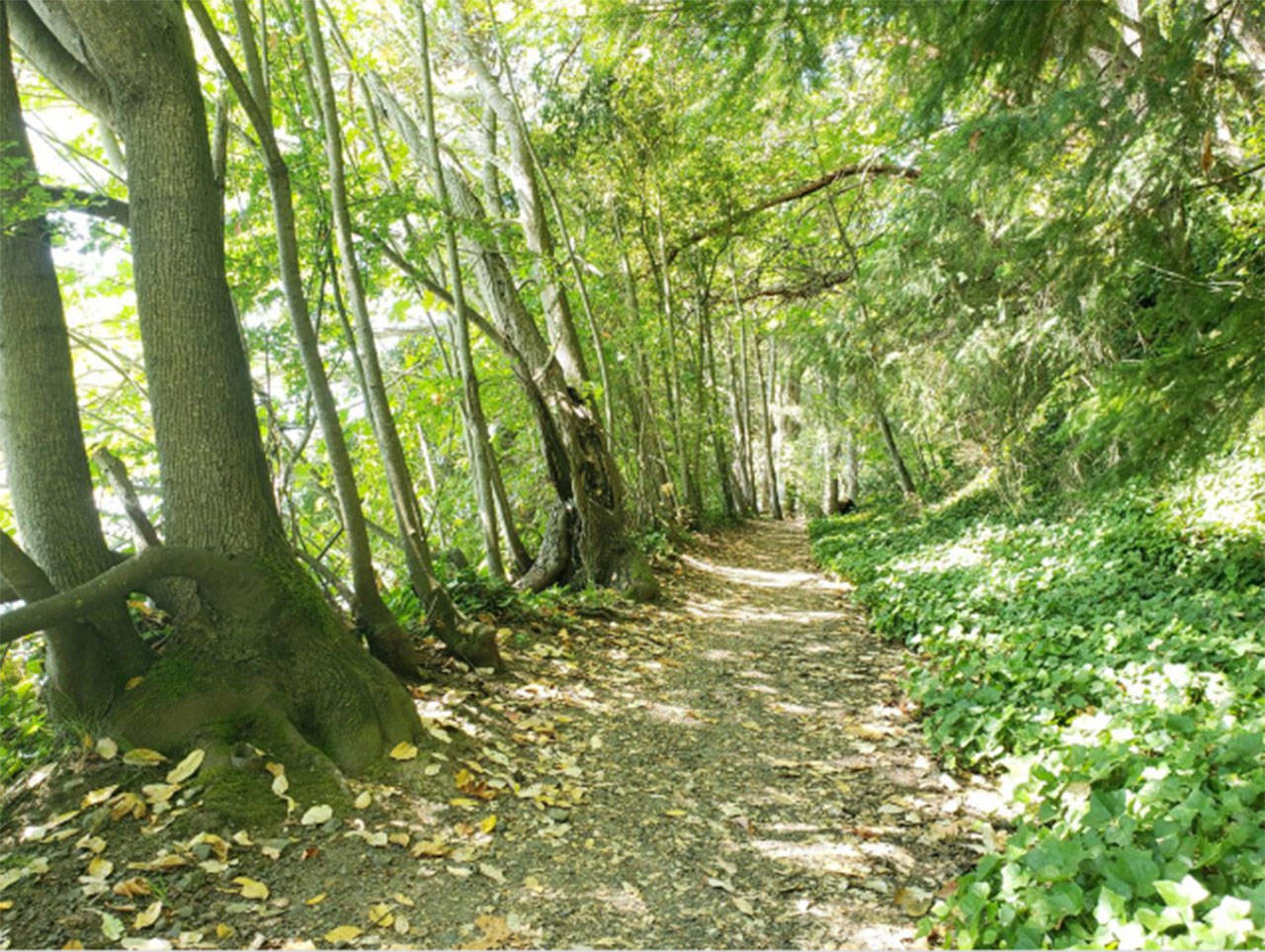 The Fort Ward Trail System is operated by the Bainbridge Island Metropoliatan Park & Recreation District. Review File Photo