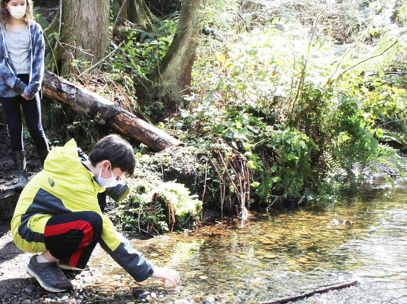 Students at Sakai Intermediate School recently participated in their annual tradition of releasing salmon into the stream behind the school. They did it every day of the week and by that Friday they had released about 3,000 fry. The students learned about salmon and the part they play in the local ecosystem.
<em>Courtesy photo</em>