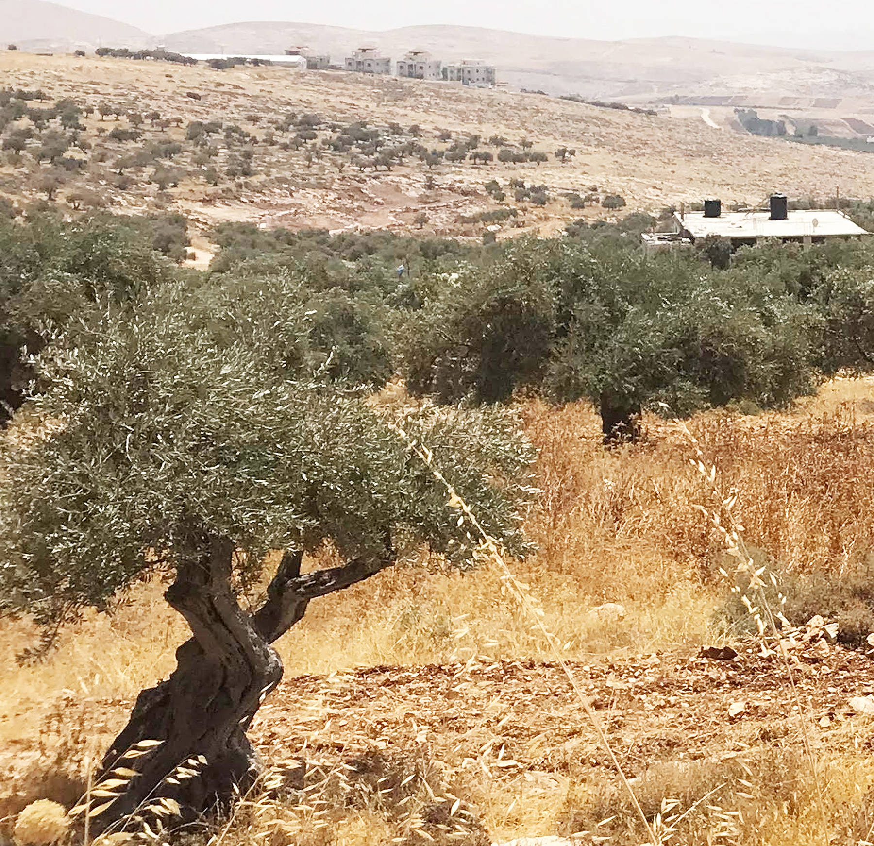 Family farm in Pakistan shows olive trees in foreground and Israeli settlement in background. Fence encroaching on property is hidden behind hill in-between.