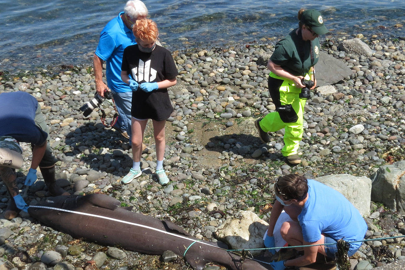 Department of Fish and Wildlife microbiologists measured the shark at 9 feet, 2 inches.  Photos courtesy of Sunny Bredice.