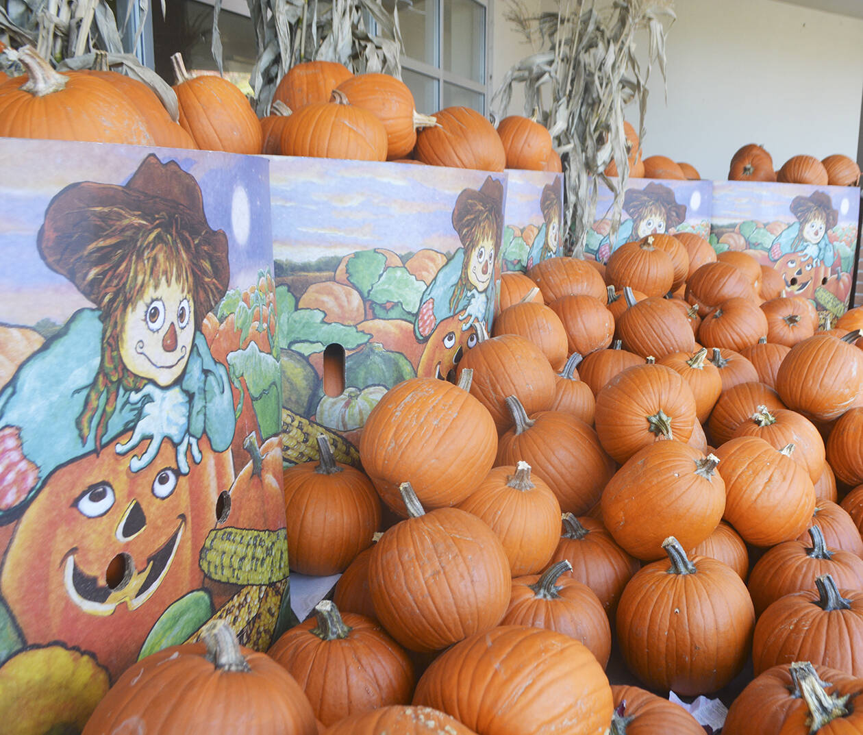 Pumpkins on display at Safeway. Steve Powell/Bainbridge Island Review photos