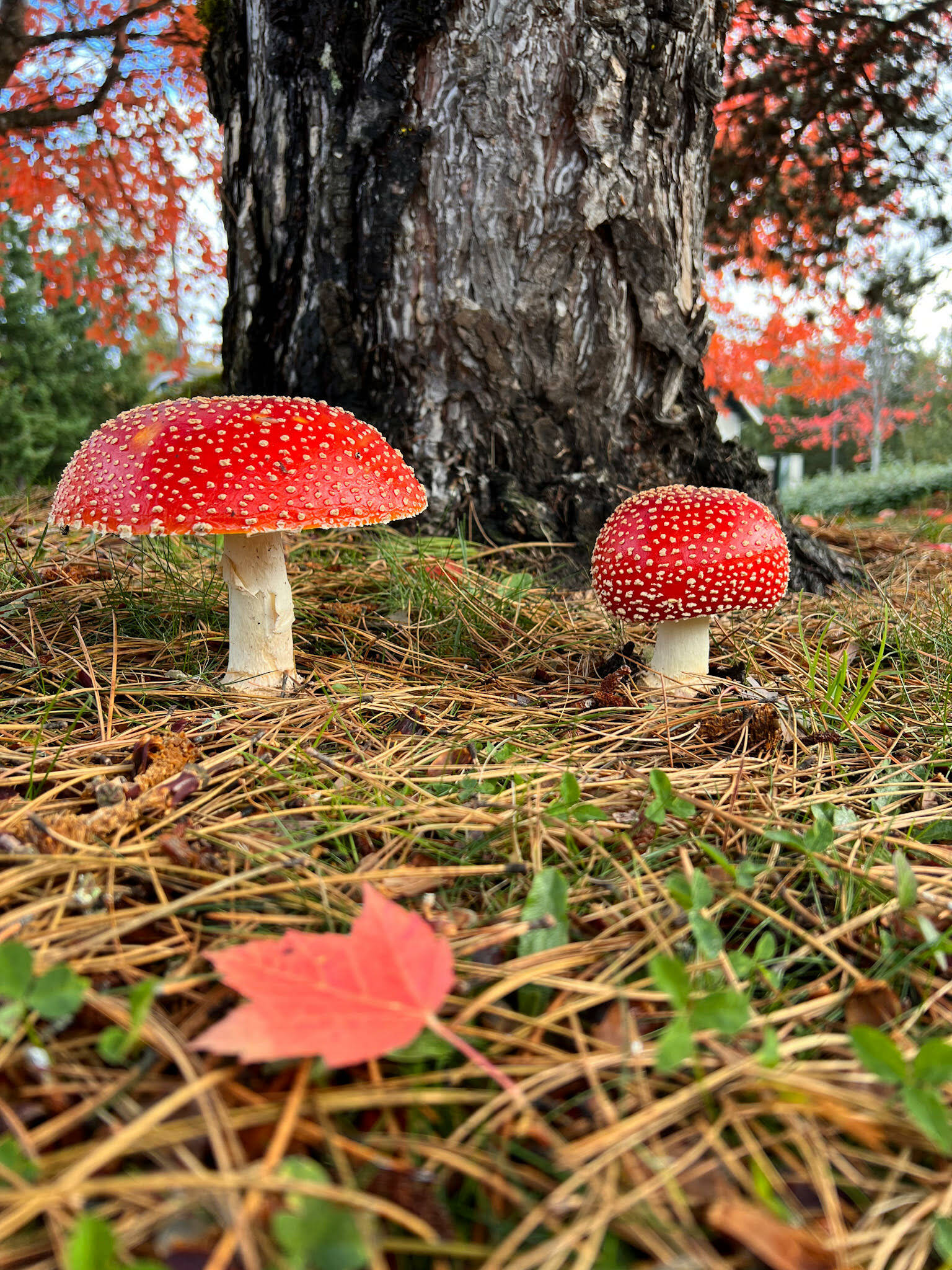 Did you see Mario? This large, red Amanita Muscaria mushroom, also known as Fly Agaric, was discovered in the planting strip near the Quality Inn & Suites on Hildebrand Lane NE on Bainbridge Island. These mushrooms usually grow in the woods, but do not collect or eat them; they are toxic. Nancy Treder/Bainbridge Island Review