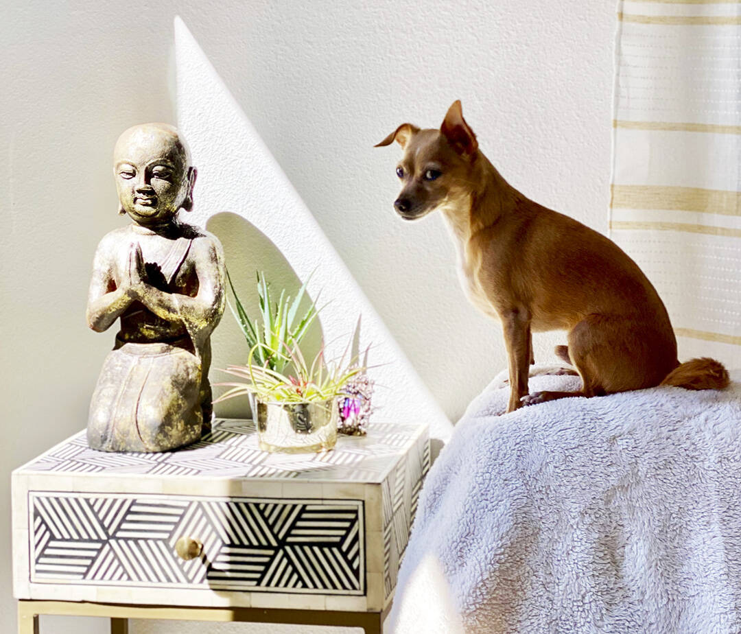 FURniture can be bought and placed with our fur babies in mind. Denise Stoughton/For the Bainbridge Island Review