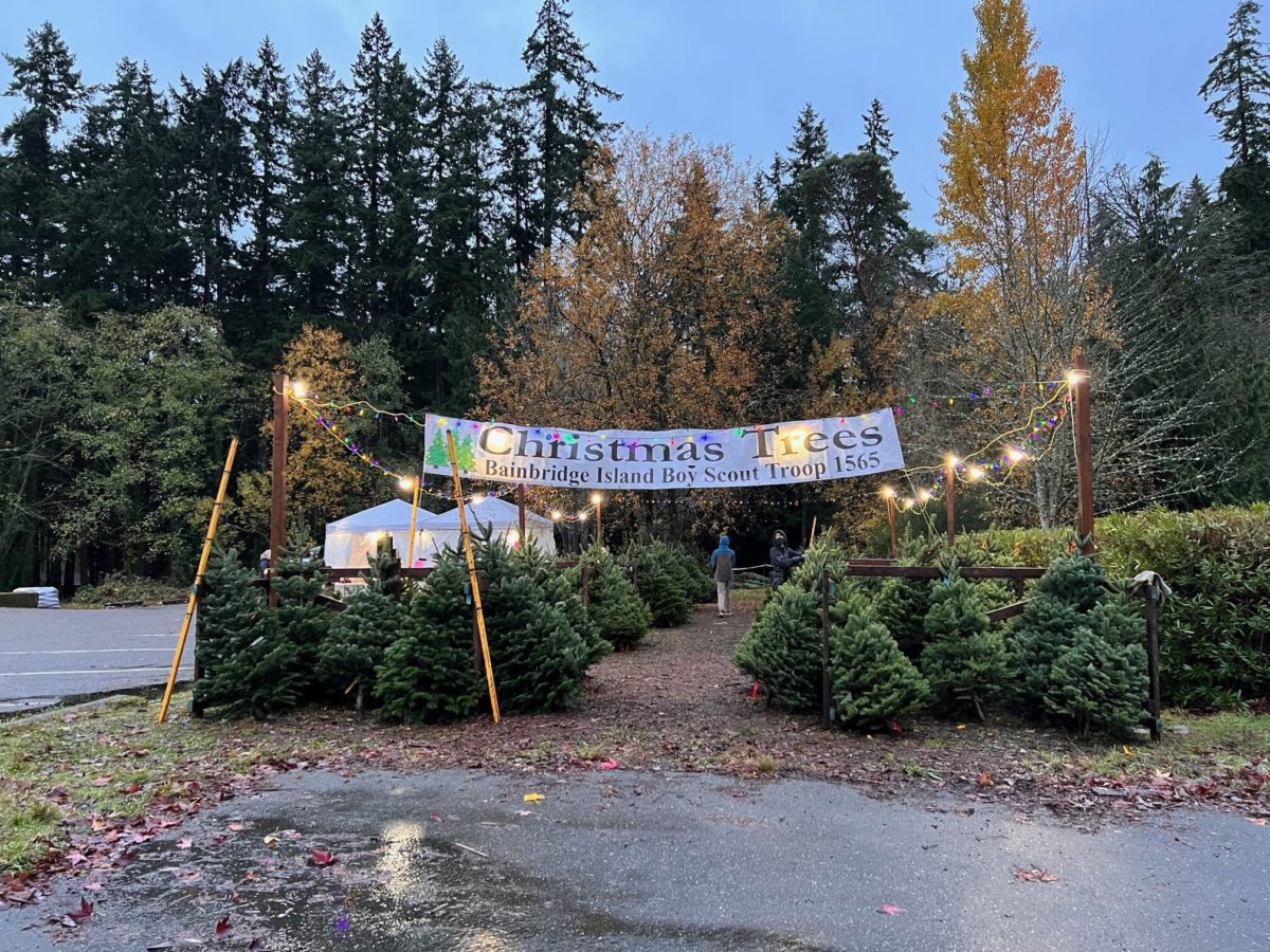 Scouting out Christmas trees on BI? They’re shorter Bainbridge Island