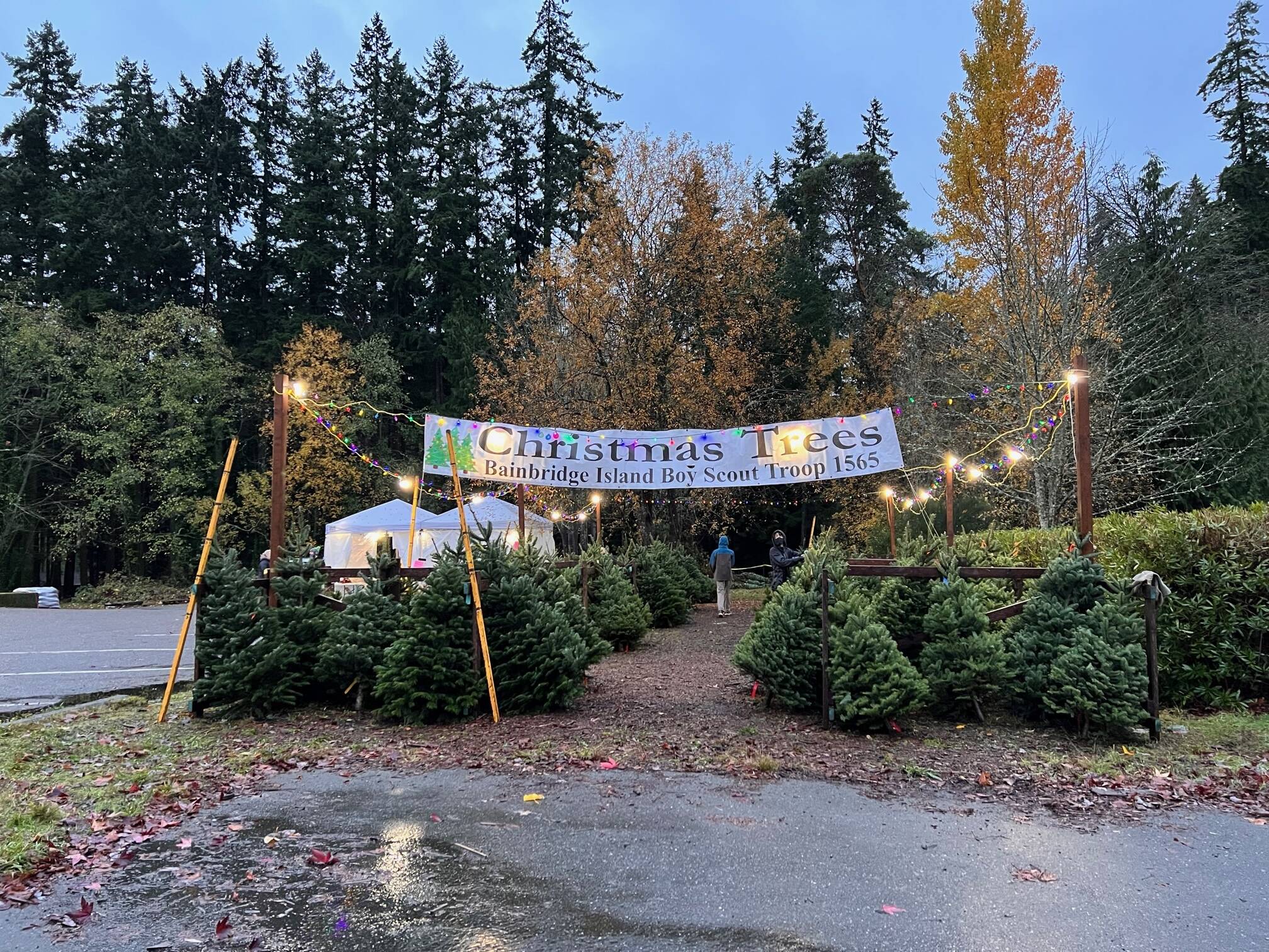 Christmas trees for sale at the Boy Scout lot located on High School Road.