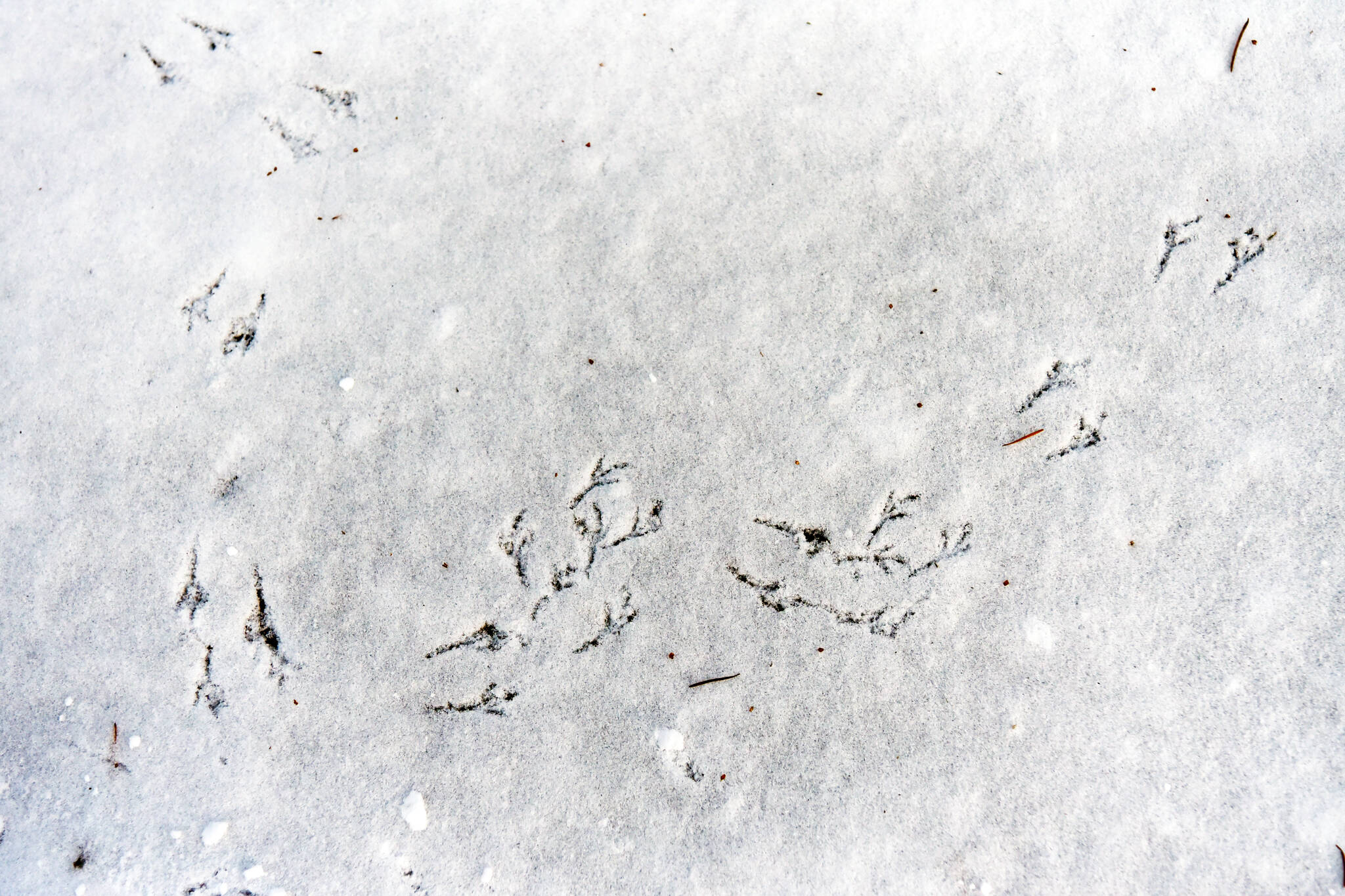 It’s snow much fun Bainbridge Island Review