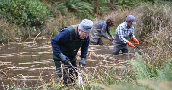 Three volunteers wearing water waders remove invasive grasses from the pond. Nancy Treder/Bainbridge Island Review photos