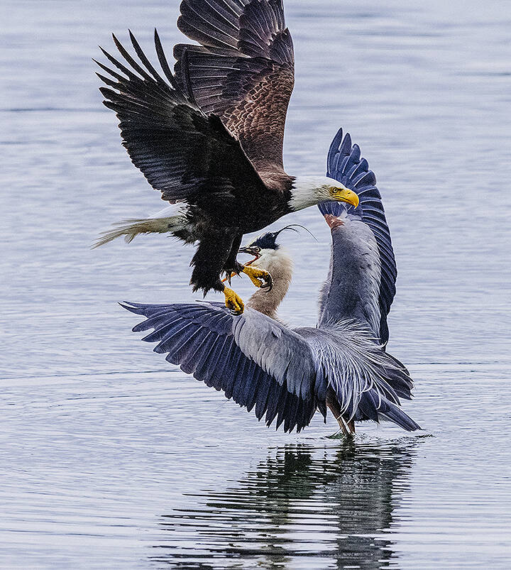 Pete Saloutos courtesy photo
An eagle and a heron in Seabeck.