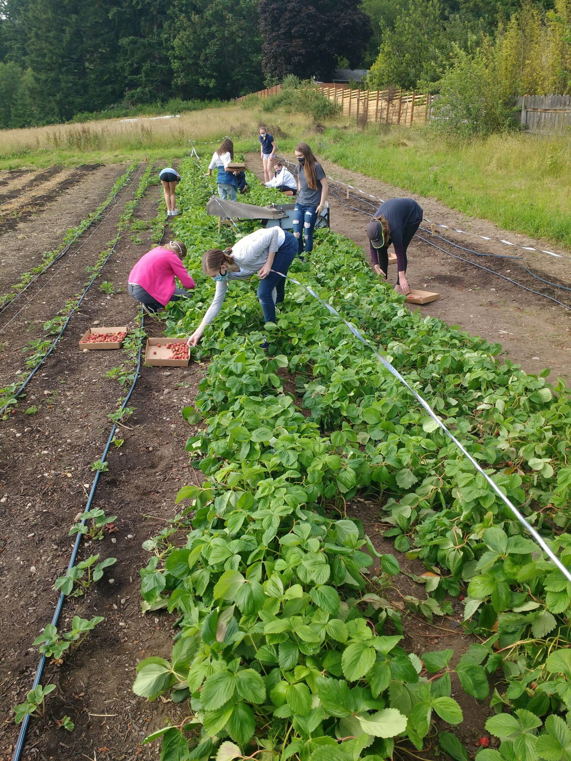Volunteers picking strawberries.