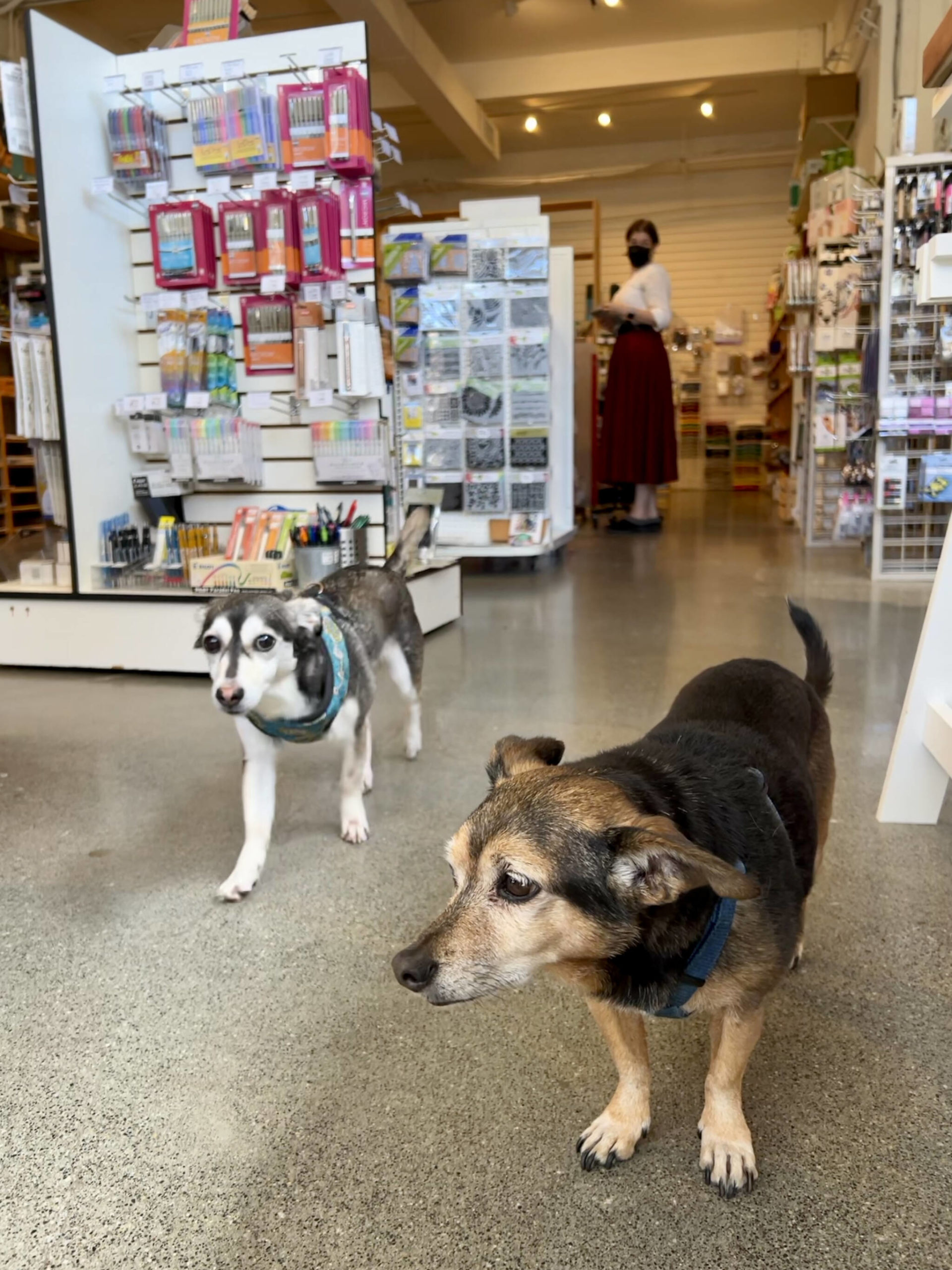 Rescued dogs, Gizmo and Udvar, welcome visitors to Little Island Crafts as owner Rachel Ringdahl looks on. Nancy Treder/Bainbridge Island Review Photos