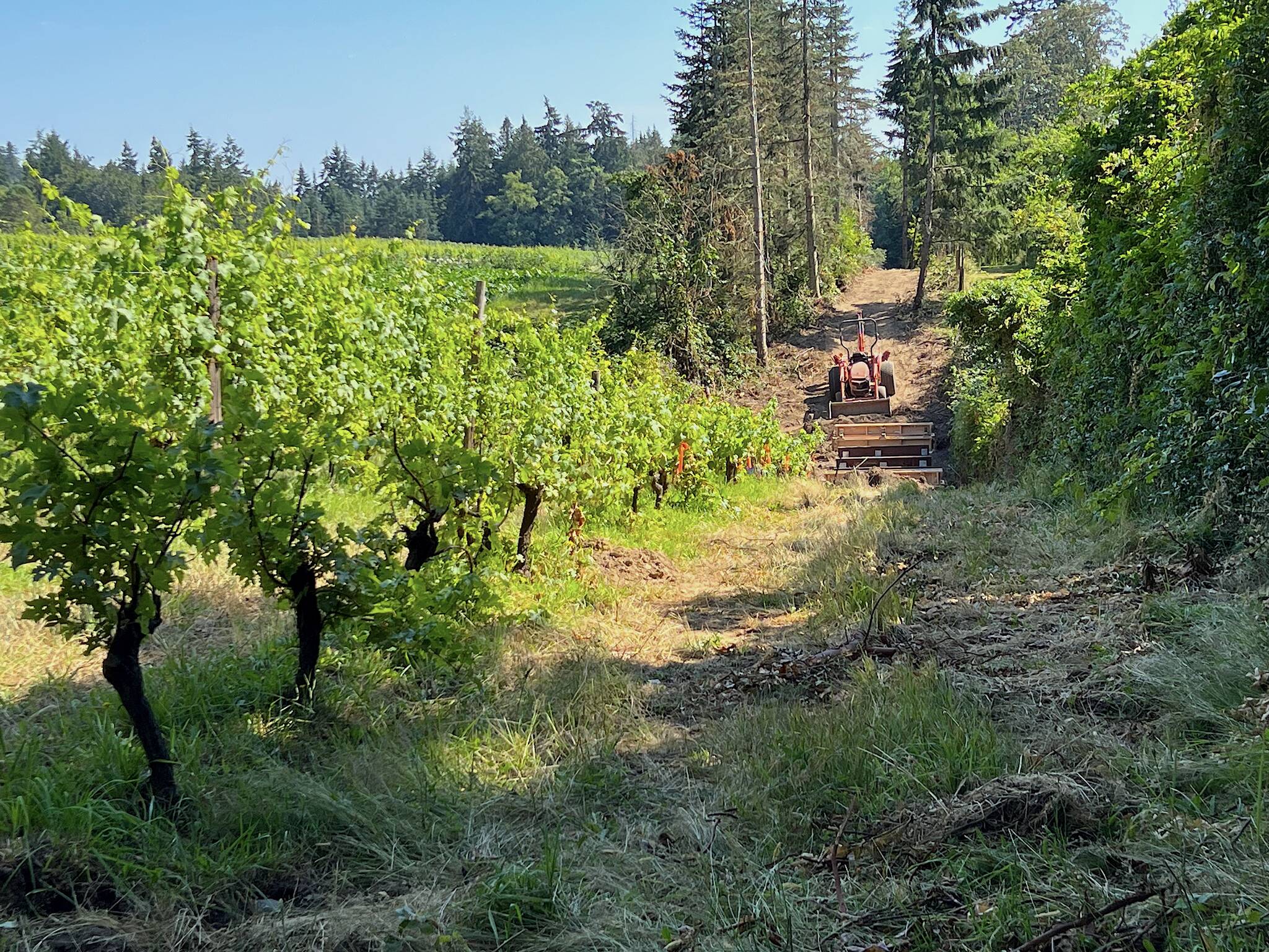 A tractor on the Farm Trail adjacent to the Suyematsu Farm grape vines.