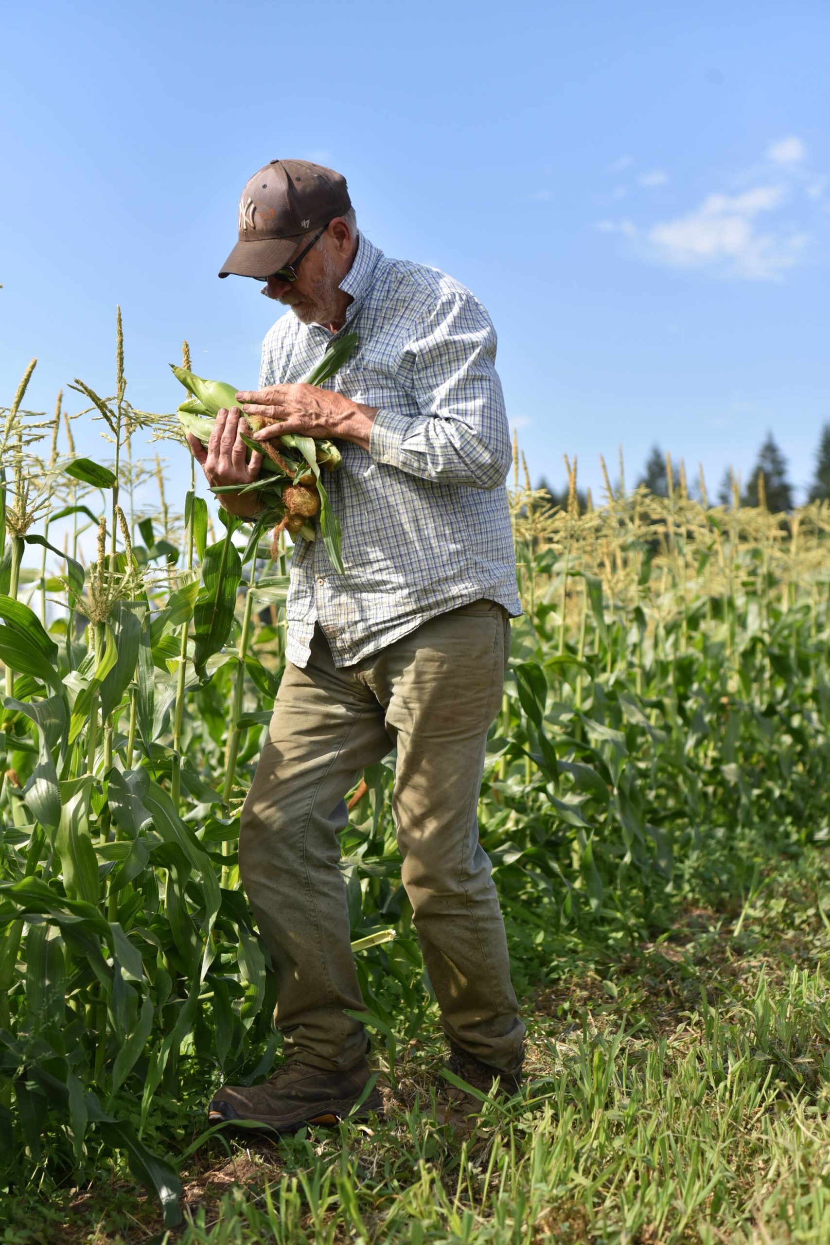 Brian MacWhorter picks corn from his patch at Suyematsu Farm.