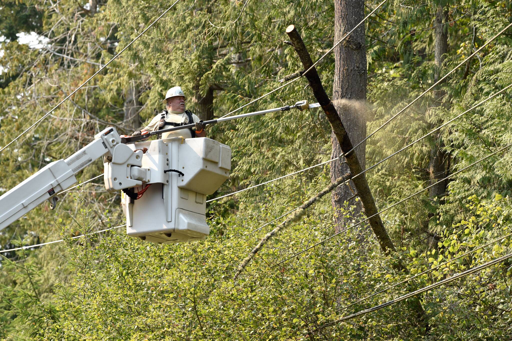 A Puget Sound Energy employee cuts a tree leaning on an electrical line that ignited dry lichen and dropped clumps of flaming debris on dry brush that started a fire.