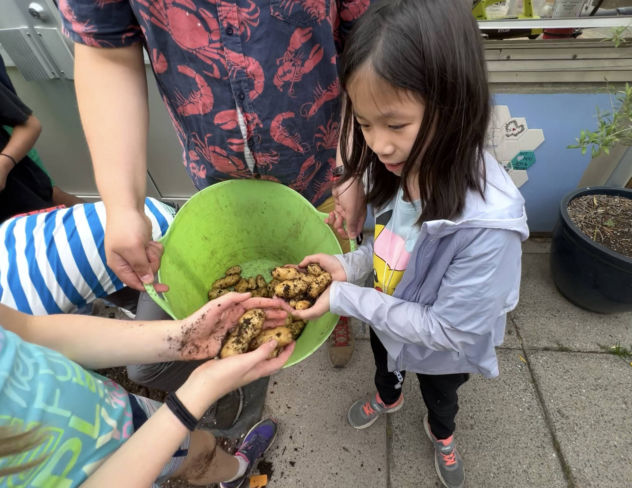 Students collect potatoes from the garden.