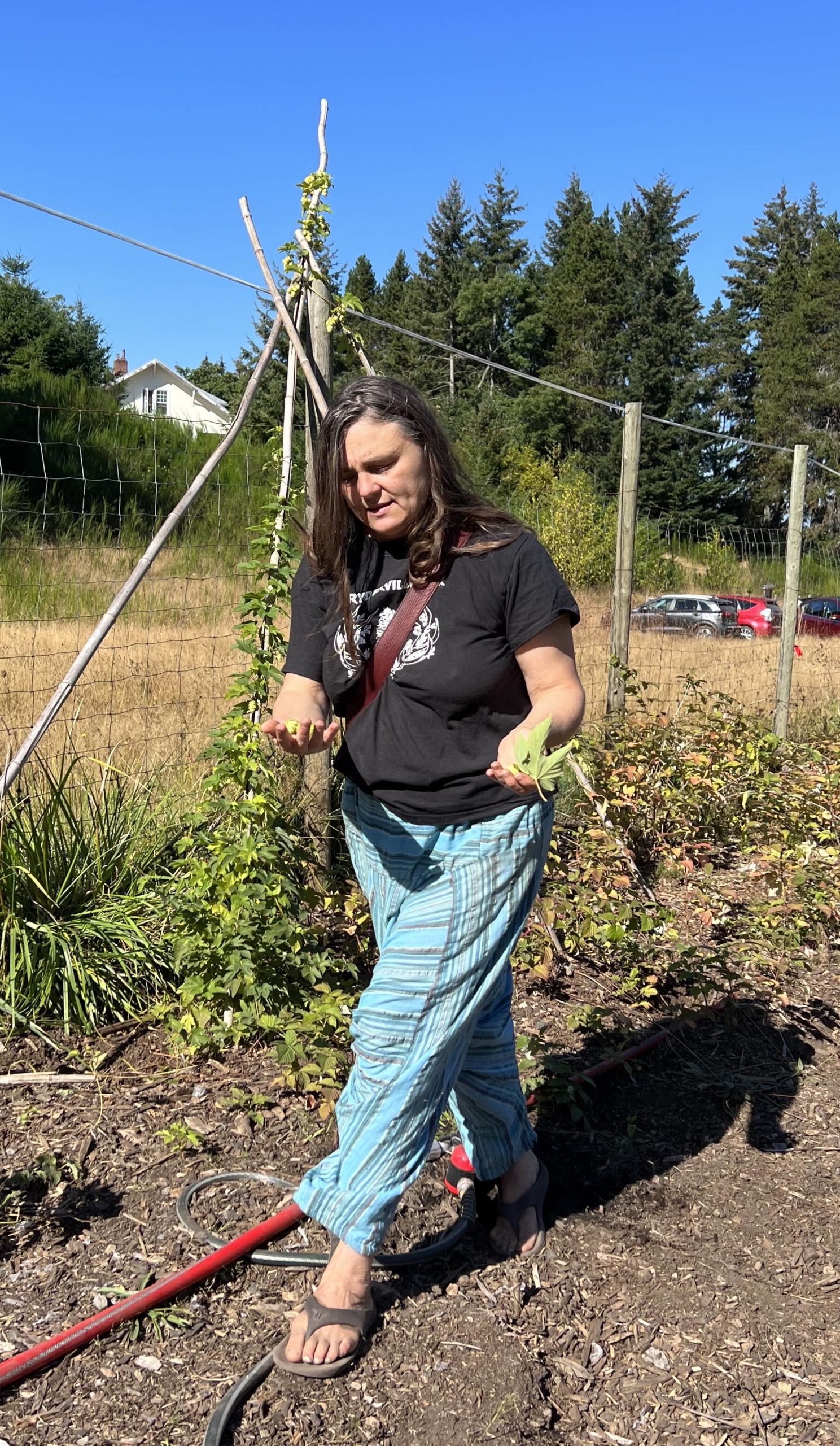 Tracy Lang picks hops that were originally planted in Ryderville on Bainbridge Island in the 1850s.
