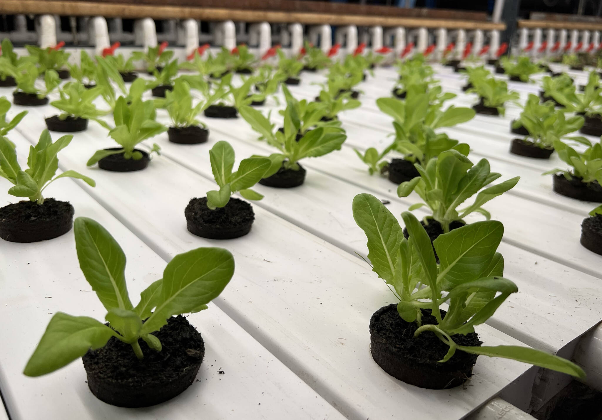 Plants growing in the hydroponics stacks.