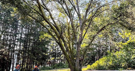 Oak revealed at Moritani Preserve. Courtesy Photo