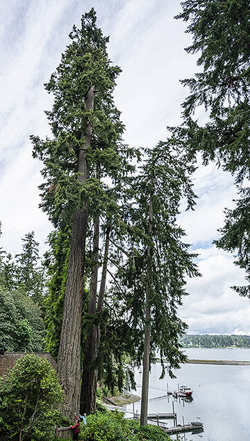 A person you care barely see at bottom left of photo shows just how big this fir tree is. Courtesy Photo