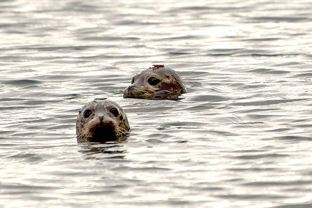 The two seal pups were last seen swimming together near the Fort Ward Park boat launch.