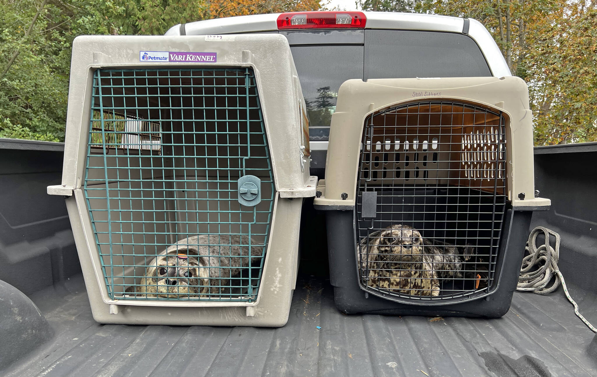 Two Harbor Seal pups, recently rehabilitated for malnutrition and abandonment at SR3, wait to be released into the open waters near Fort Ward boat launch Nov. 2.
