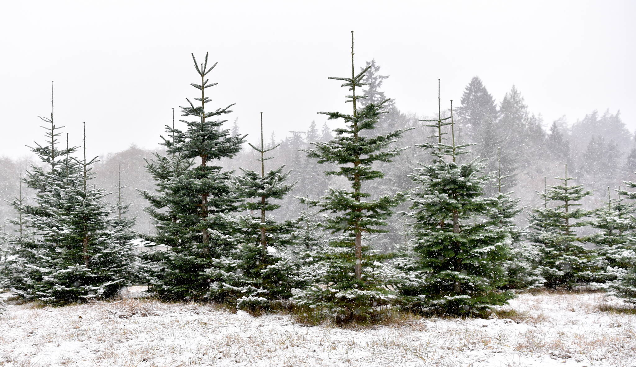 Christmas trees near the BARN stand tall in the snow.