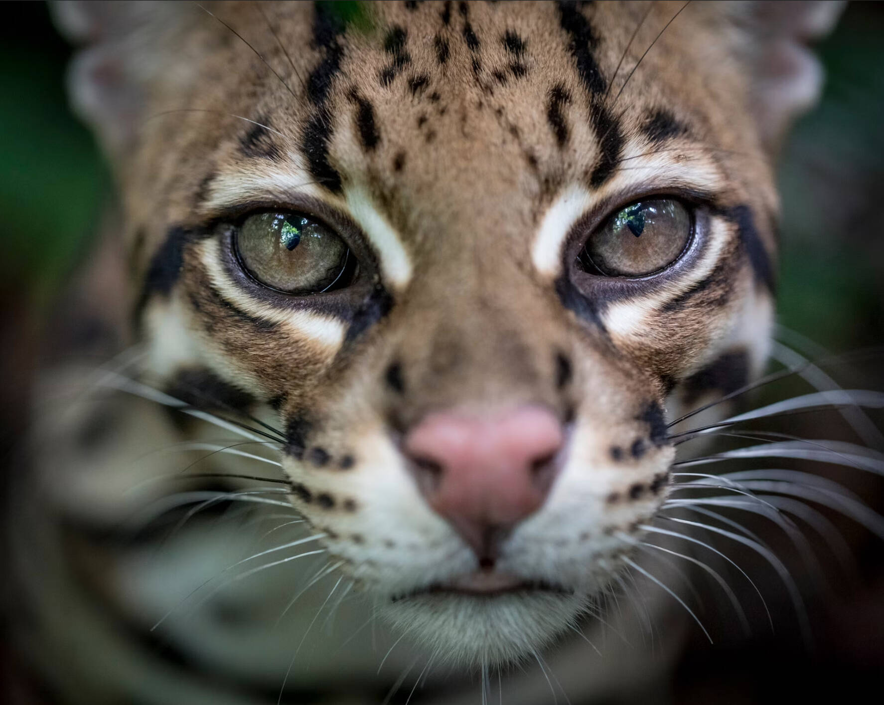 courtesy photo/Prime Video
‘Wildcat’ is a documentary film featuring Bainbridge ecologist Samantha Zwicker’s conservation and animal rewilding work in the Peruvian Amazon. It debuts in December.