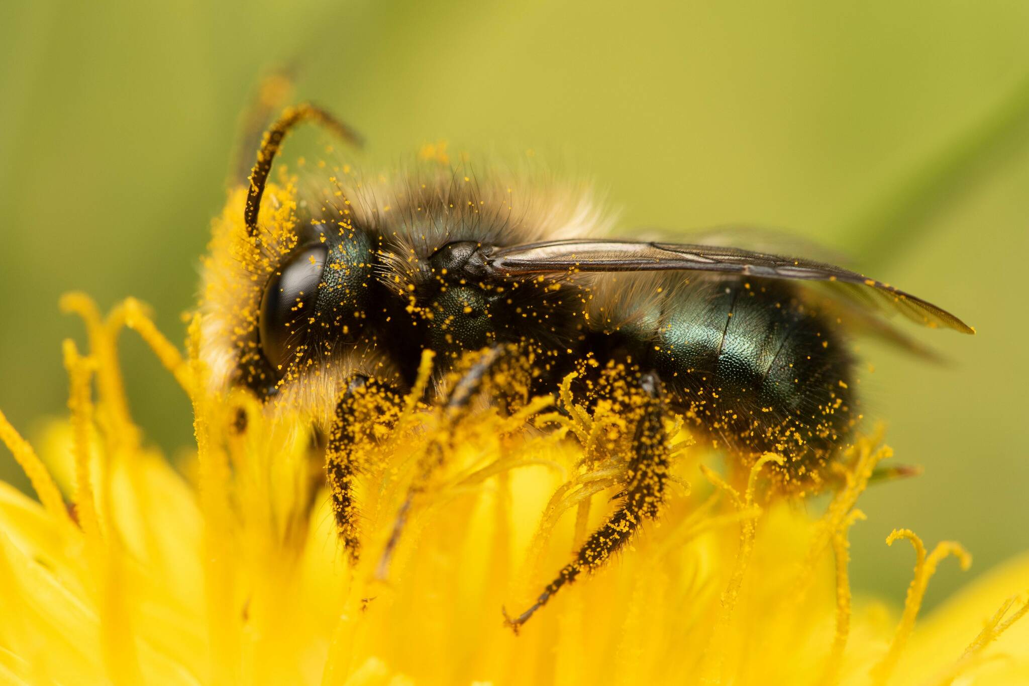 A mason bee belly flops onto a flower where pollen sticks to the hairs on its underside. Thyra McKelvie Courtesy Photos