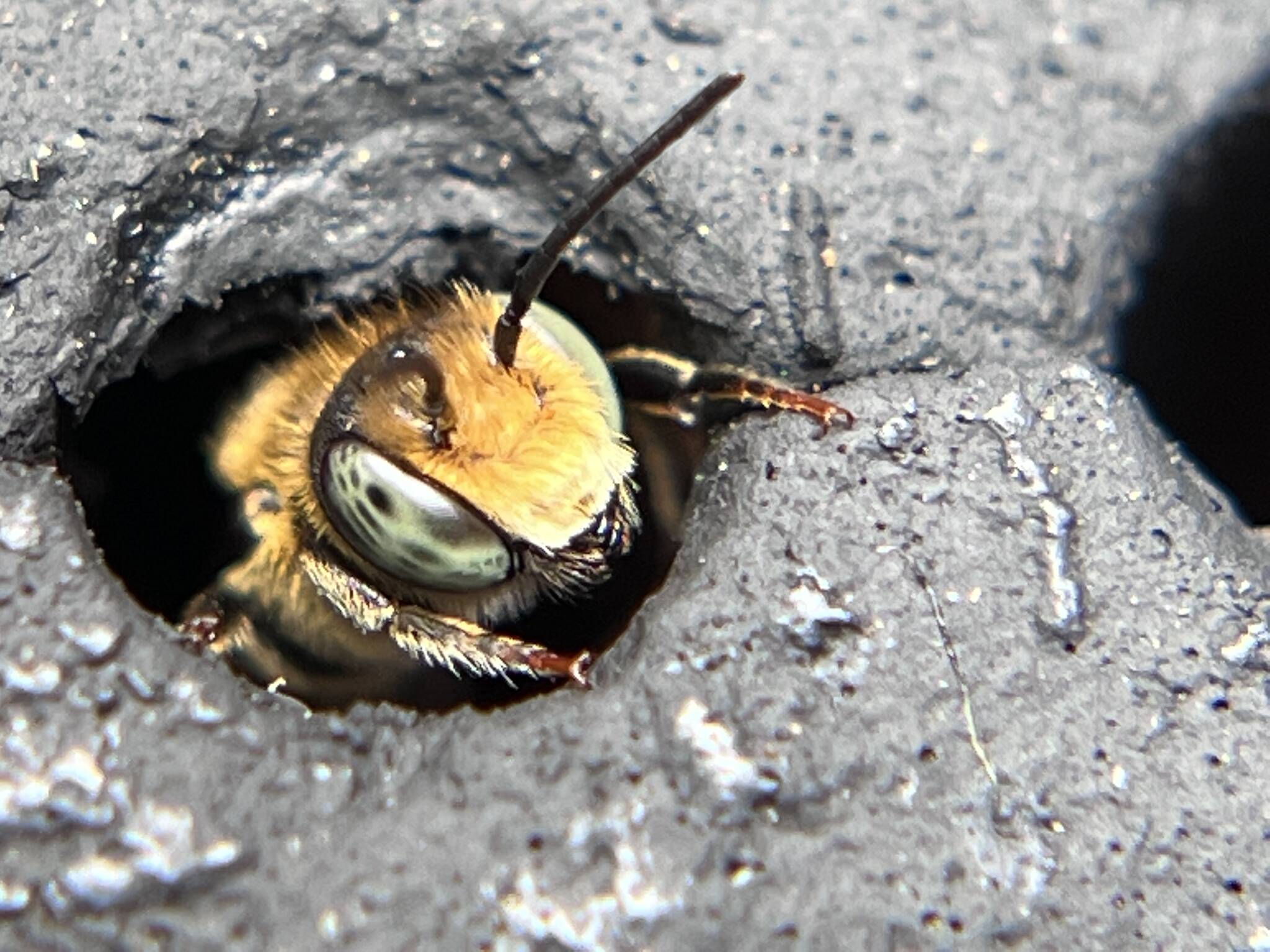 A leafcutter bee with big green eyes emerges from a bee block.