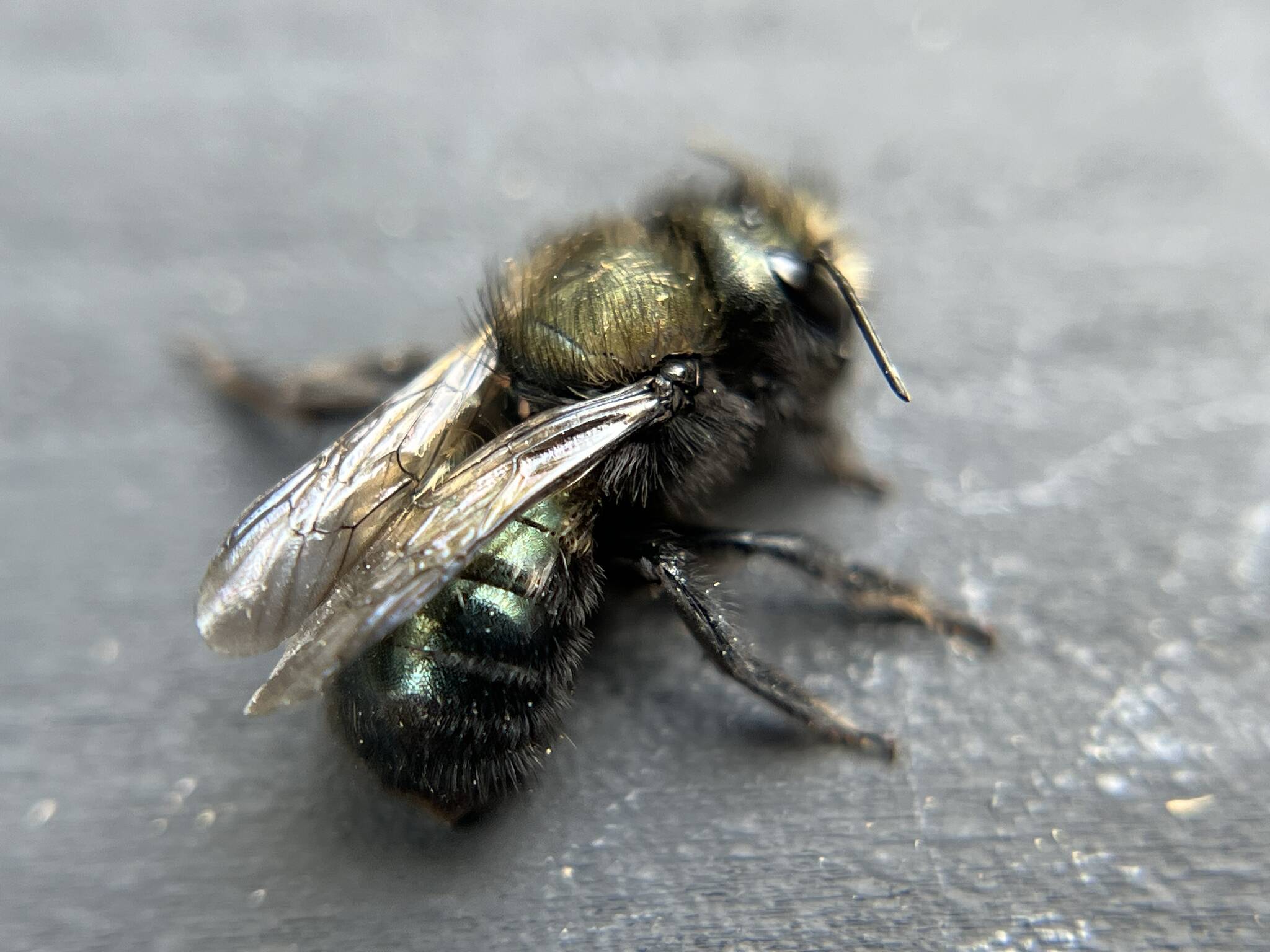 Green mason bees are often mistaken for house flies.