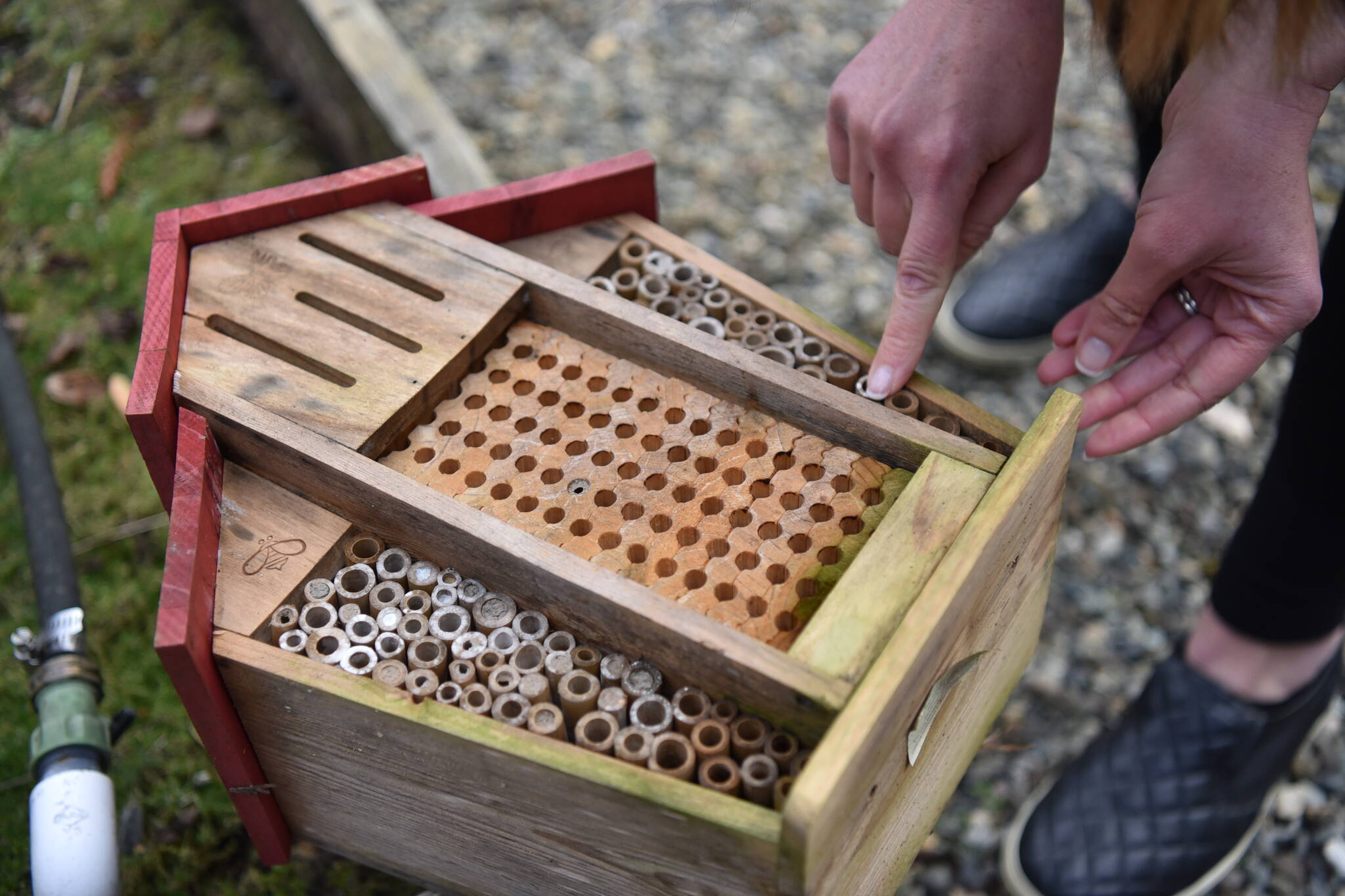 Thyra McKelvie points out that this bee house is not ideal for bees because the bamboo sticks cannot be removed for cleaning.