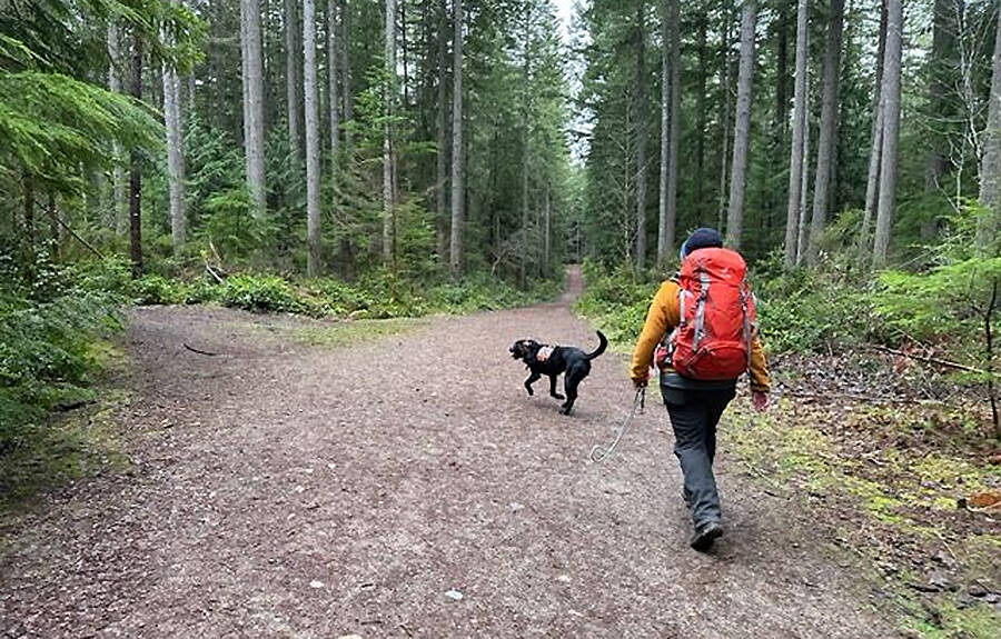 Bean has to decide which trail to follow in search of a missing person in this training exercise.