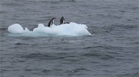 Two penguins ride a block of ice in Antarctica.
Two penguins ride a block of ice in Antarctica.
