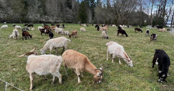 Goats at 'work' at Blakely Harbor Park. Bainbridge parks courtesy photo