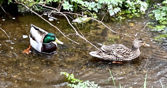 Two ducks swim in the waters of Murden Cove watershed.  Nancy Treder/Kitsap News Group