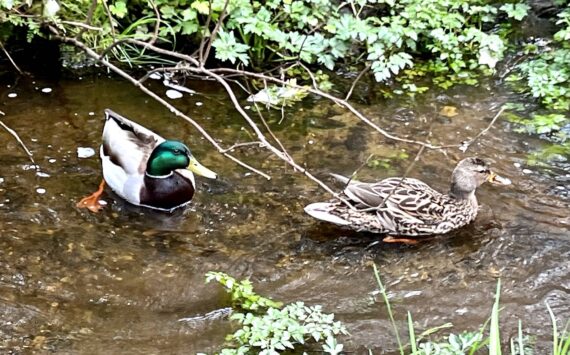 Two ducks swim in the waters of Murden Cove watershed.  Nancy Treder/Kitsap News Group